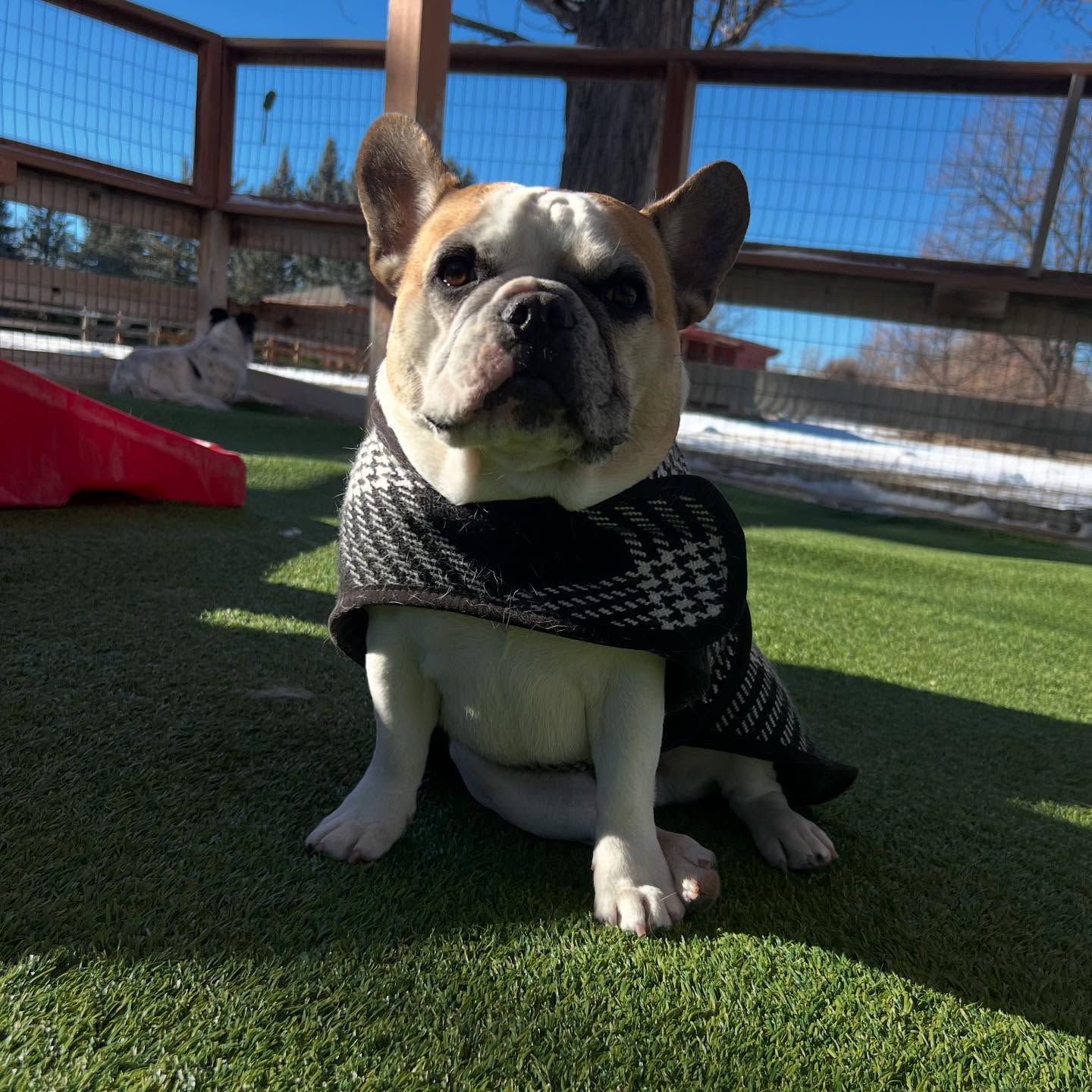 A brown and white dog wearing a scarf is sitting on the grass