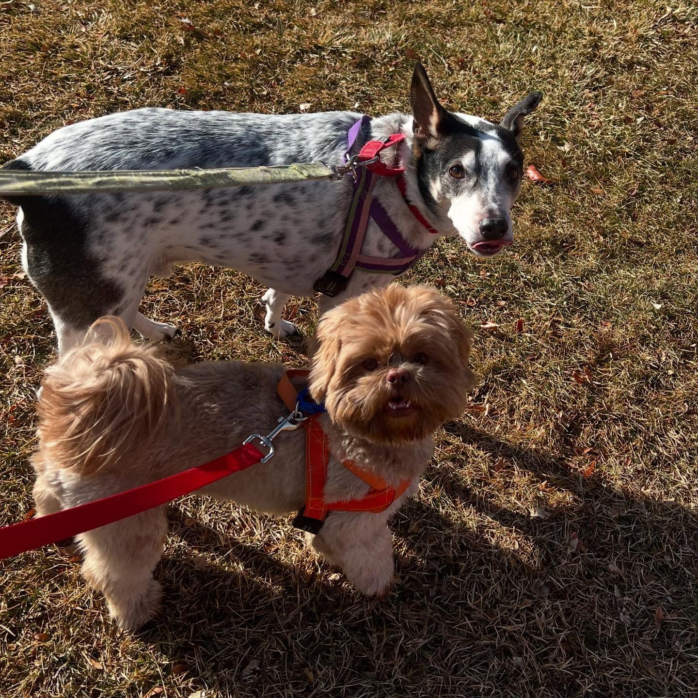 Two dogs are standing next to each other on the grass