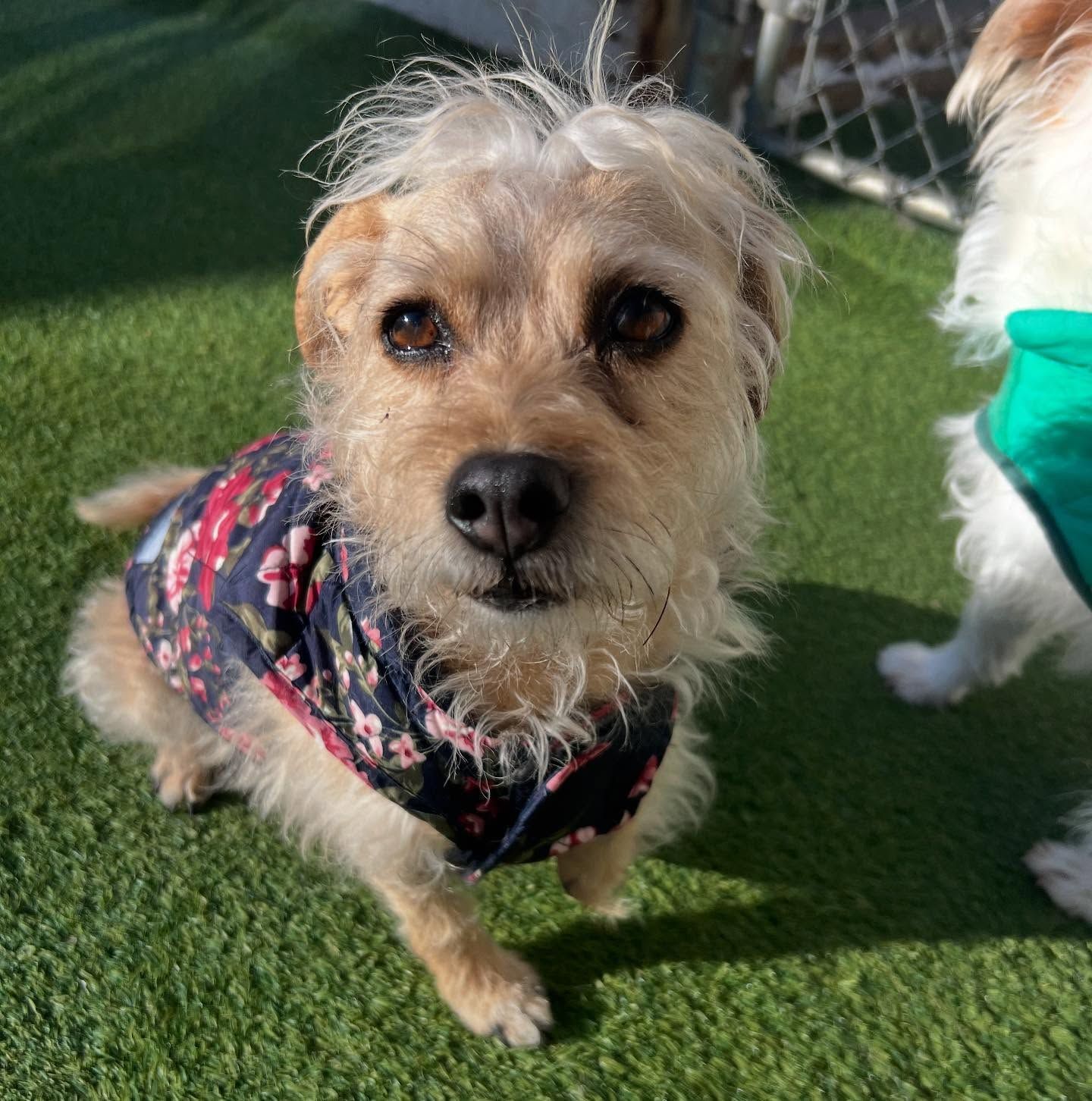A small dog wearing a scarf is standing on a lush green field