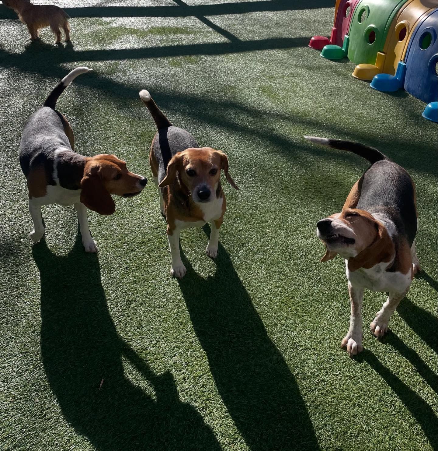 Three dogs are standing on a lush green field
