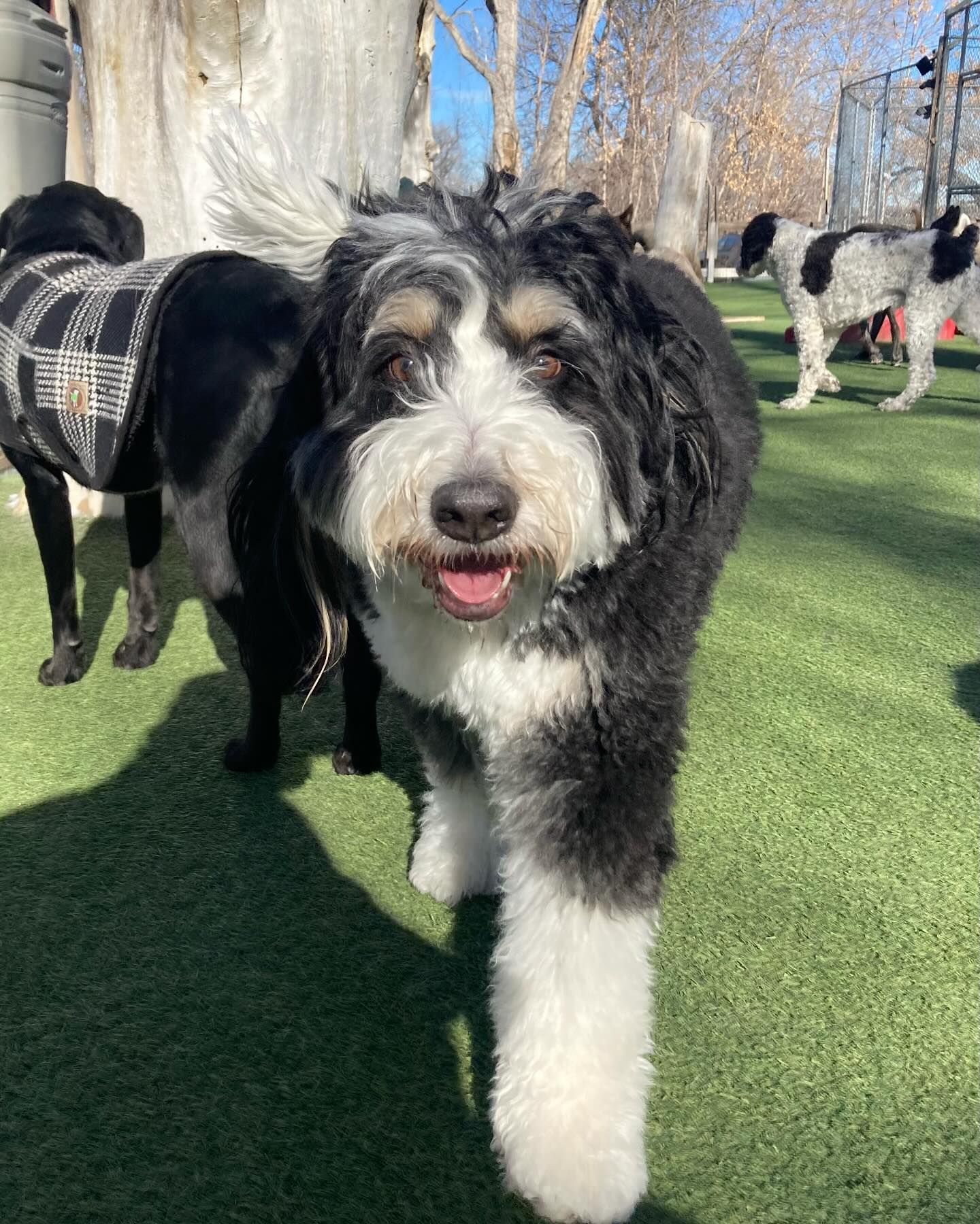 A black and white dog is standing on a lush green field