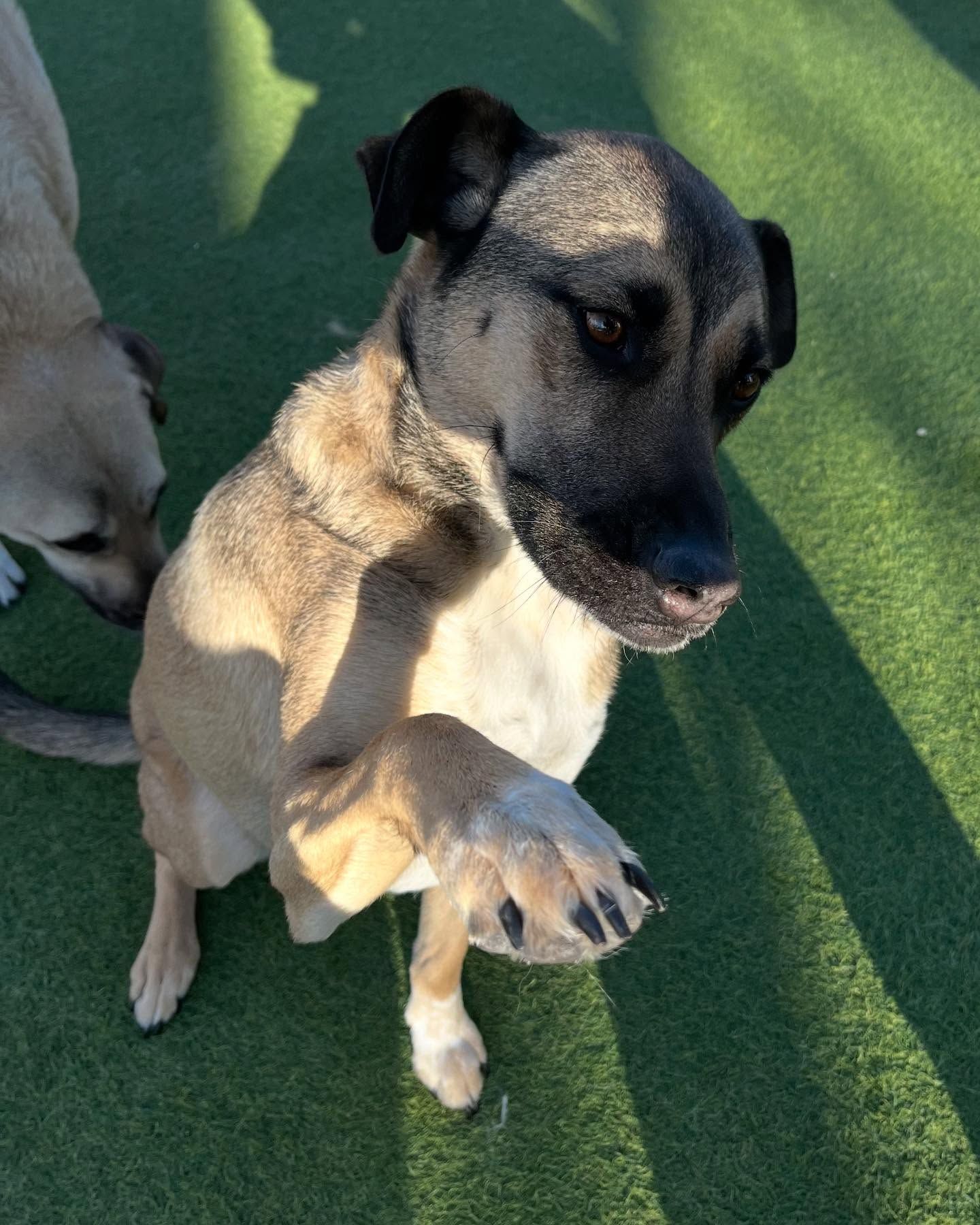 A brown and black dog standing on its hind legs