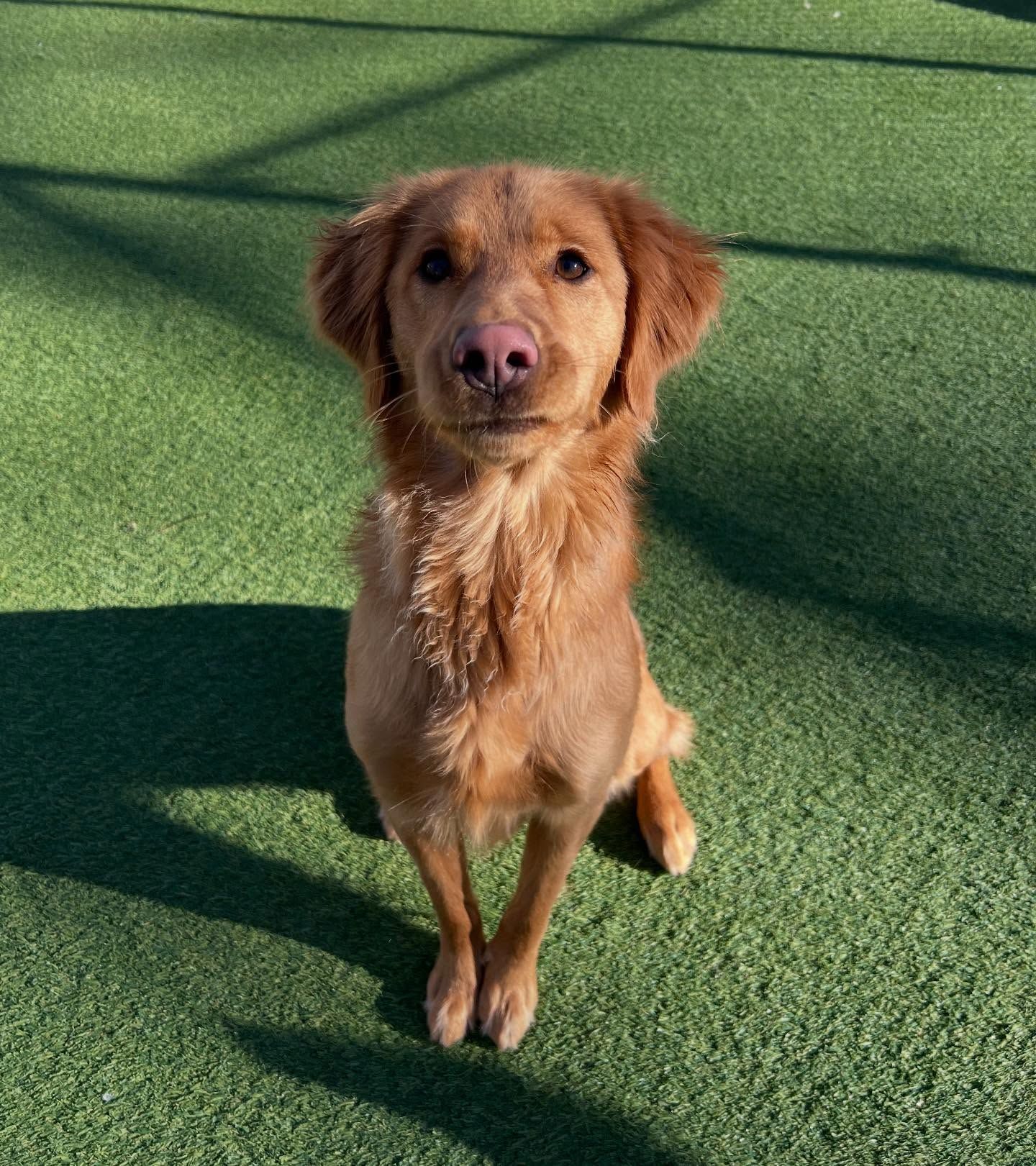 A brown dog is sitting on a green field and looking at the camera