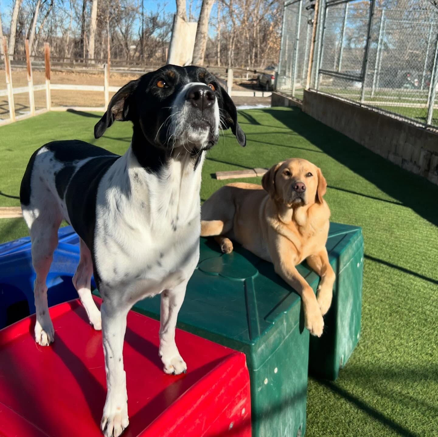 A black and white dog standing next to a yellow dog laying down