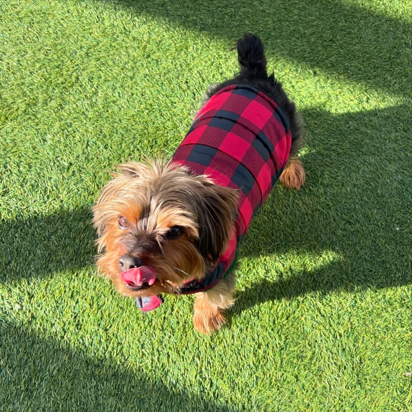 A small dog wearing a plaid shirt is standing on a lush green field