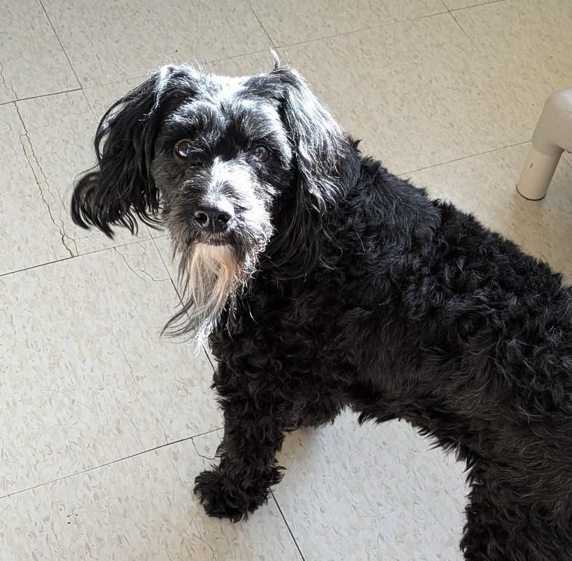 A black dog with a white beard is standing on a tiled floor