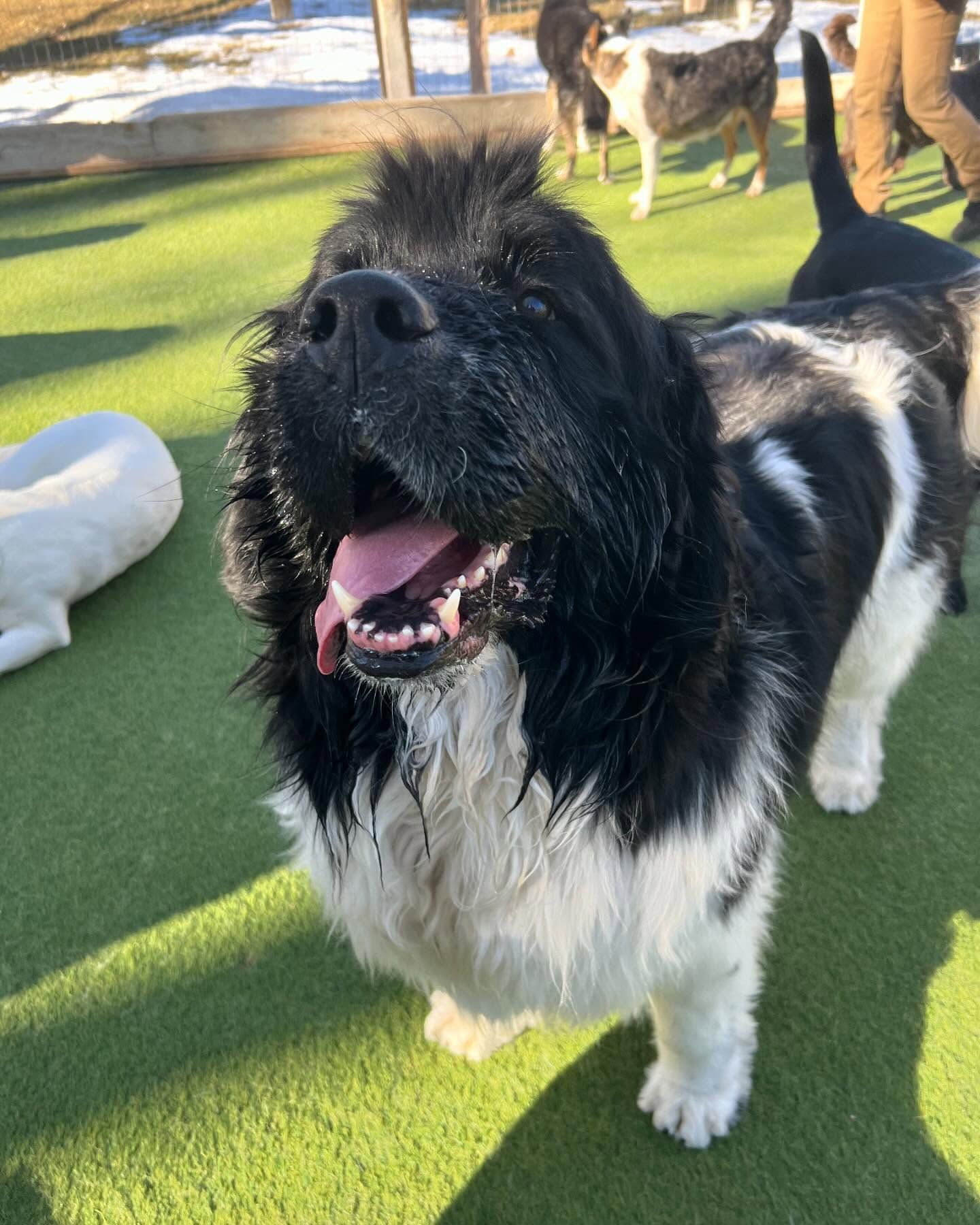 A black and white dog is standing on a grassy field