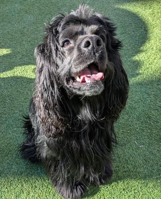 A black Cocker Spaniel is sitting on the grass
