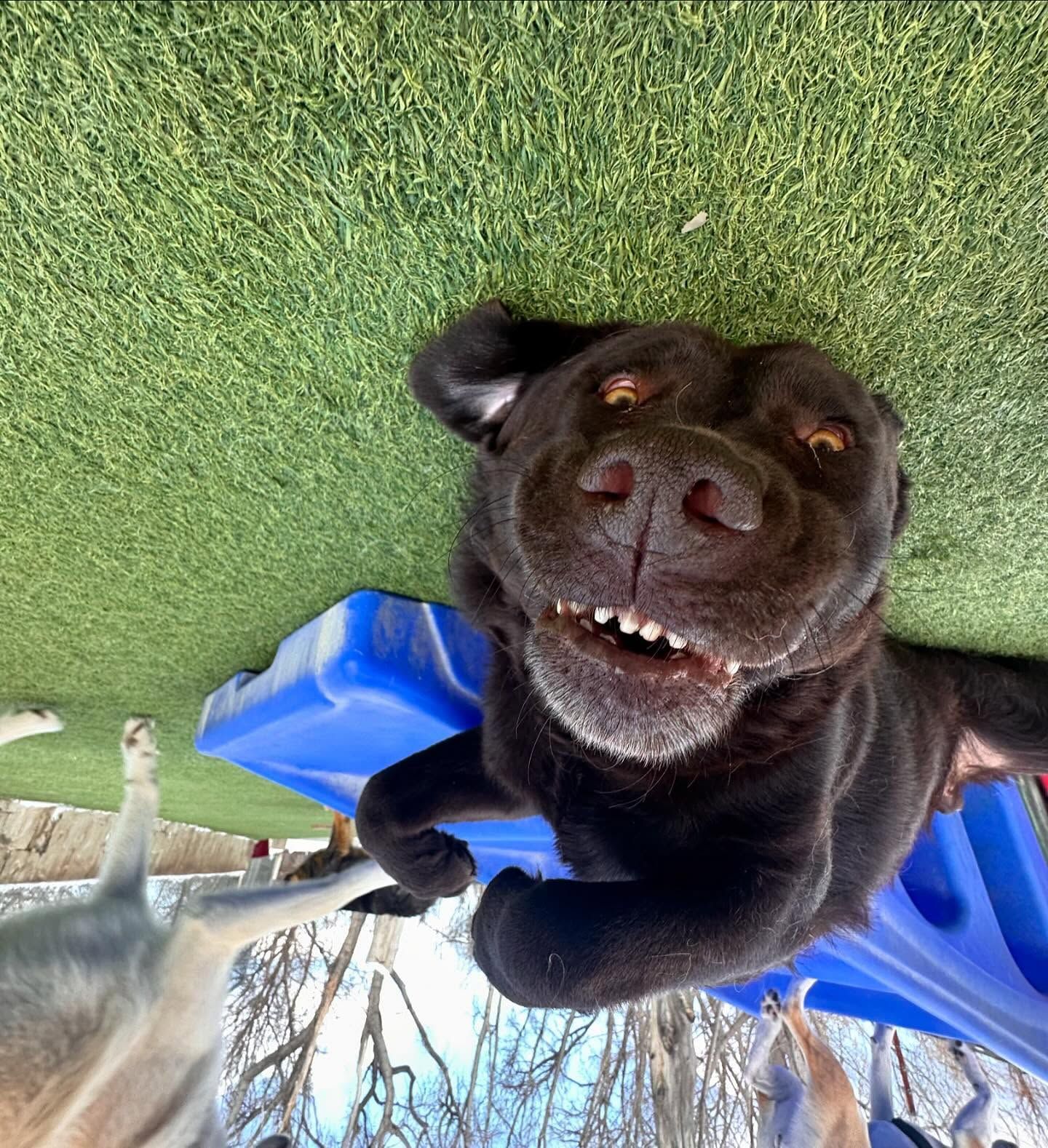 A dog is laying on its back on the grass and smiling