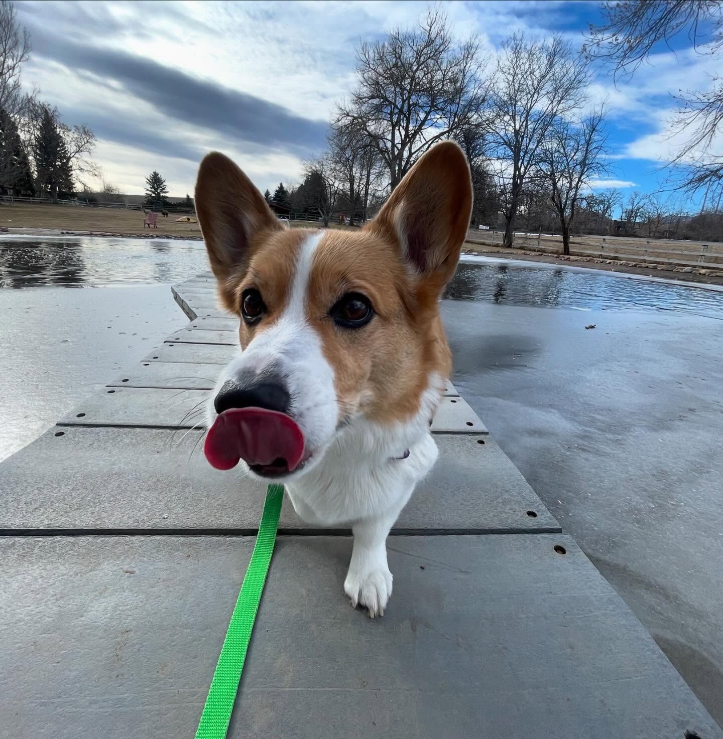 A brown and white dog on a leash sticking its tongue out