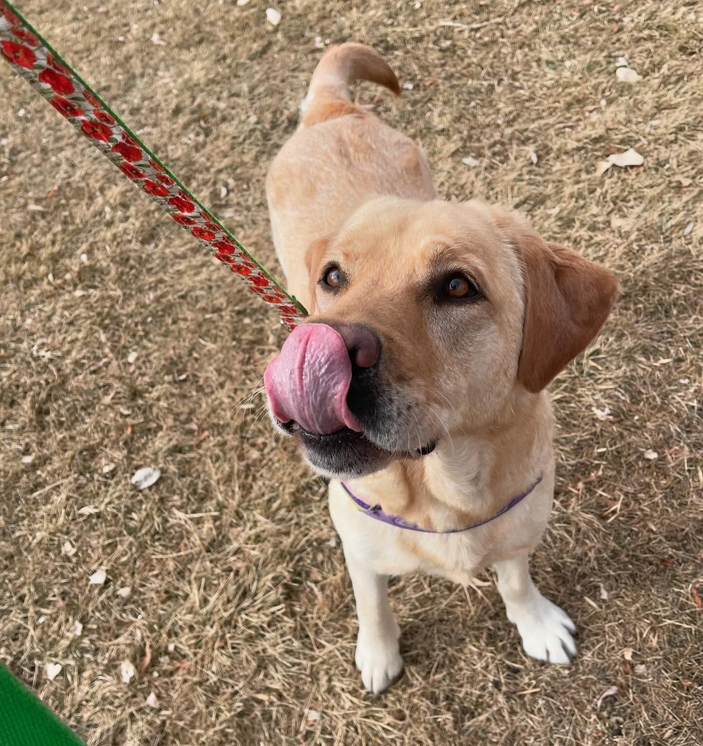 A dog licking its nose while on a leash