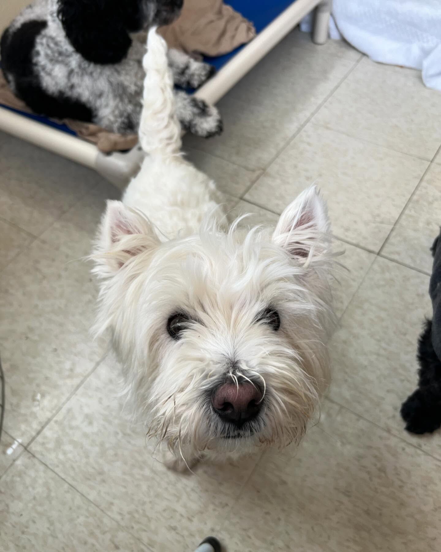 A small white dog is looking up at the camera