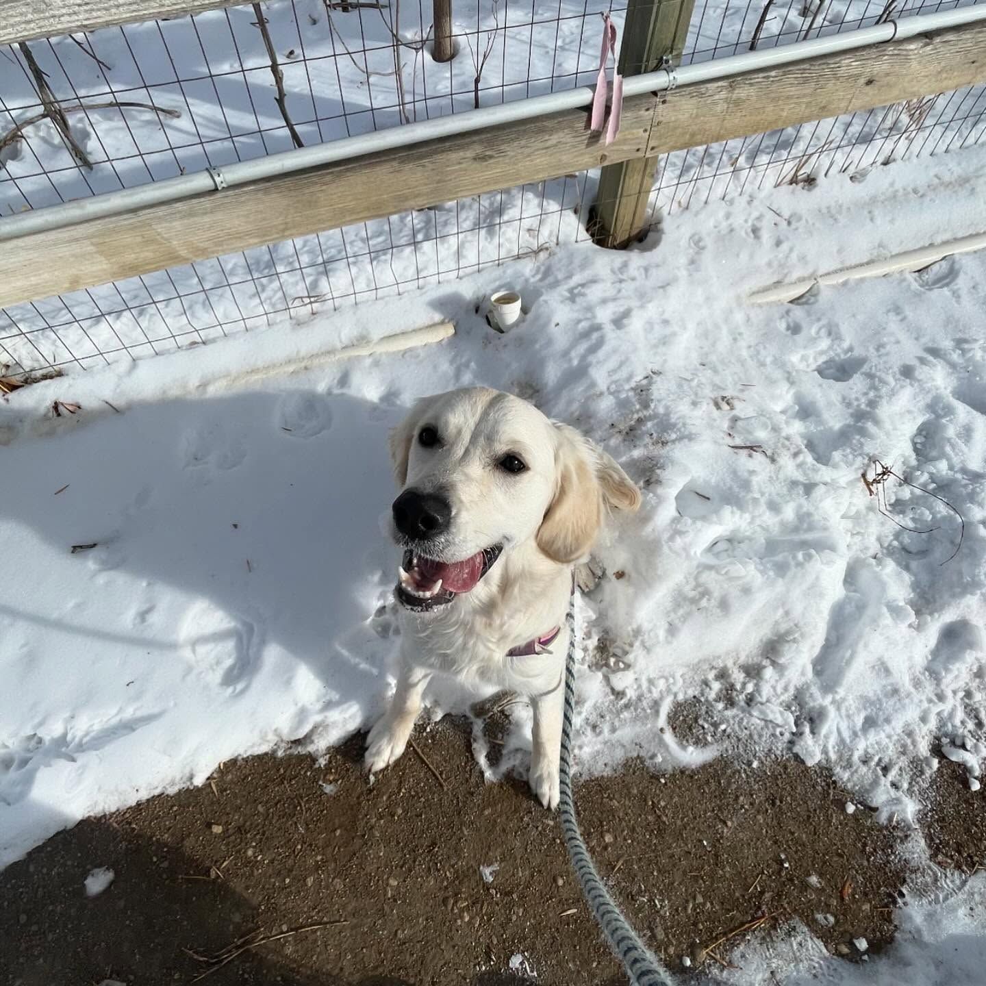 A dog on a leash is sitting in the snow