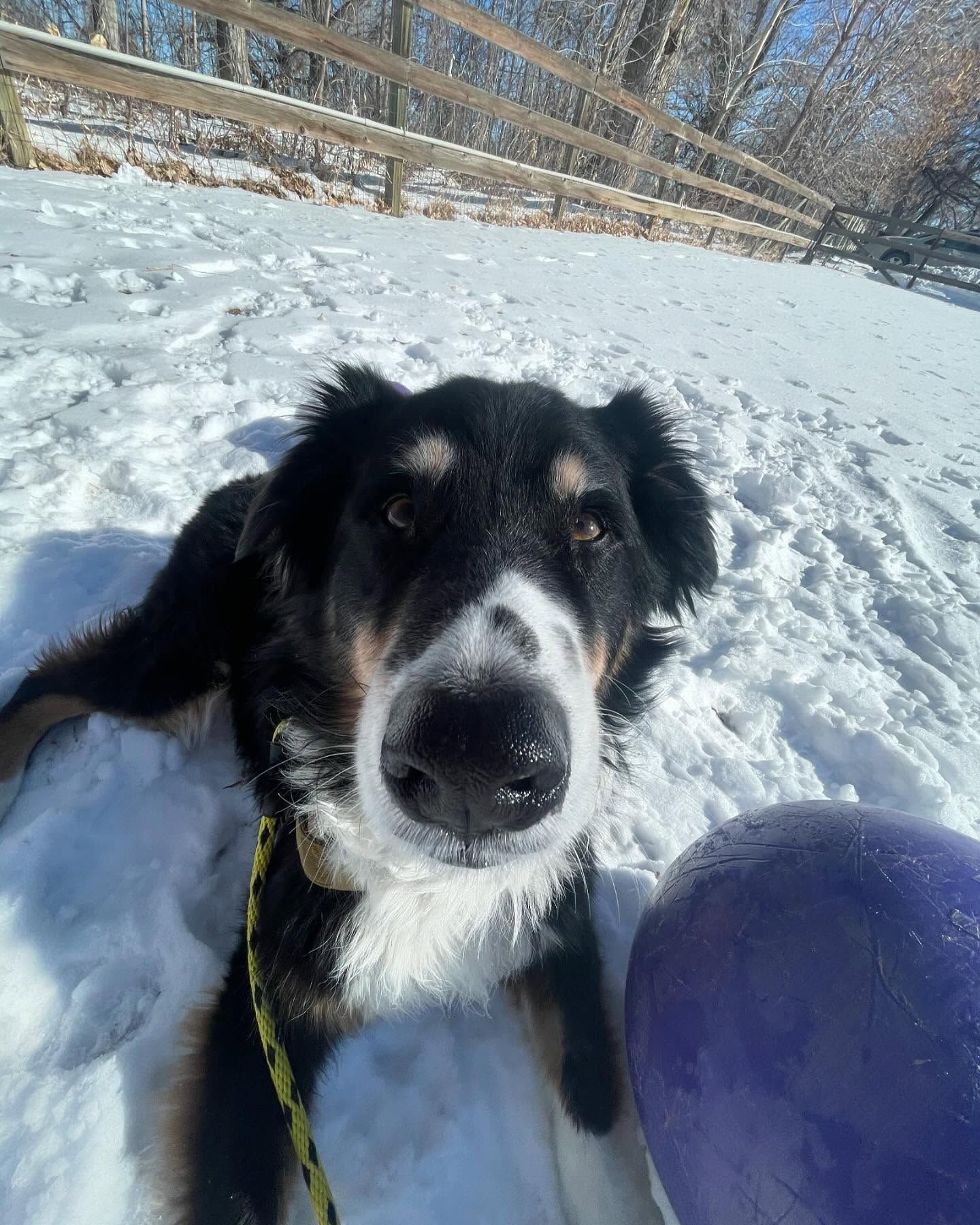 A black and white dog is laying in the snow next to a purple ball