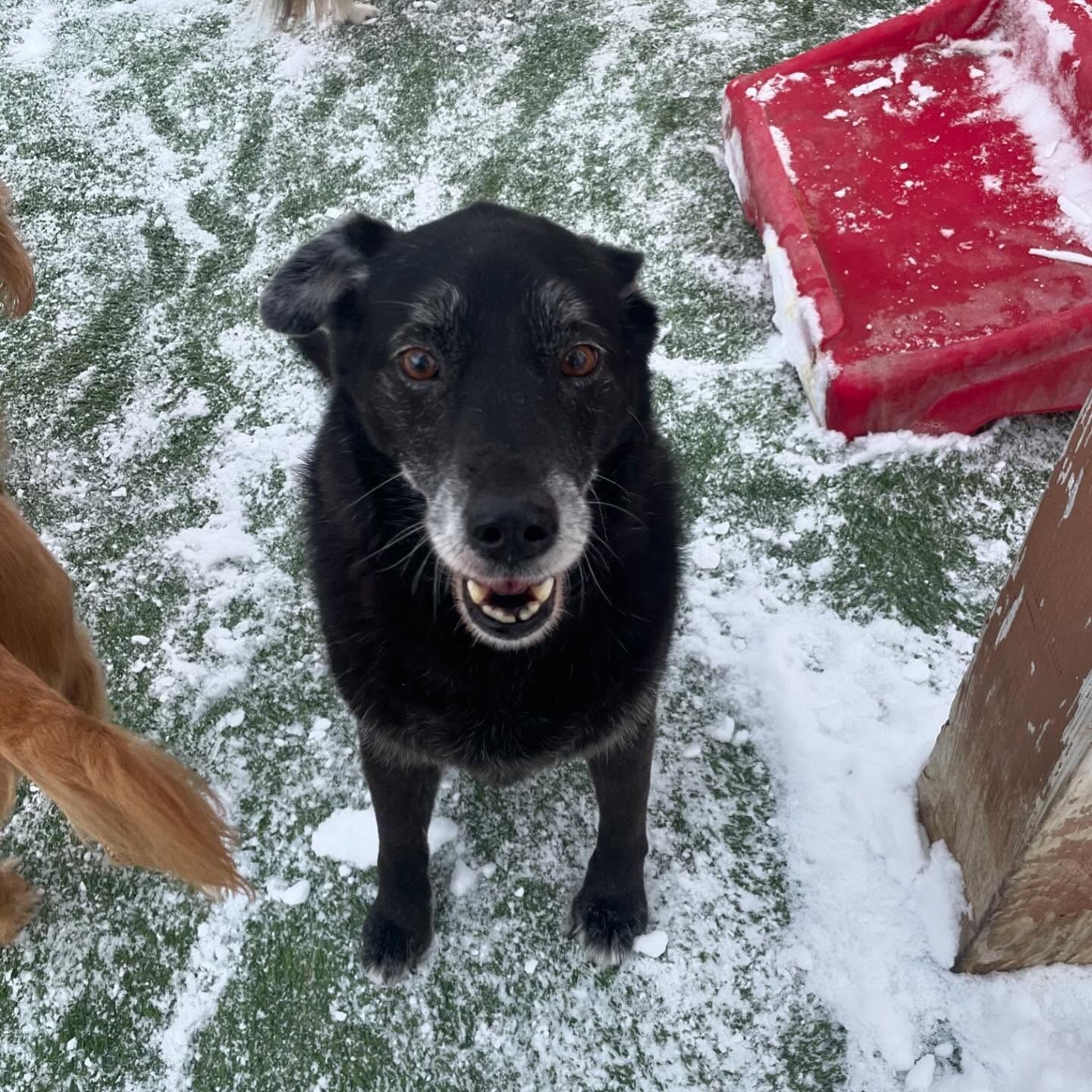 A black dog standing in the snow looking up at the camera