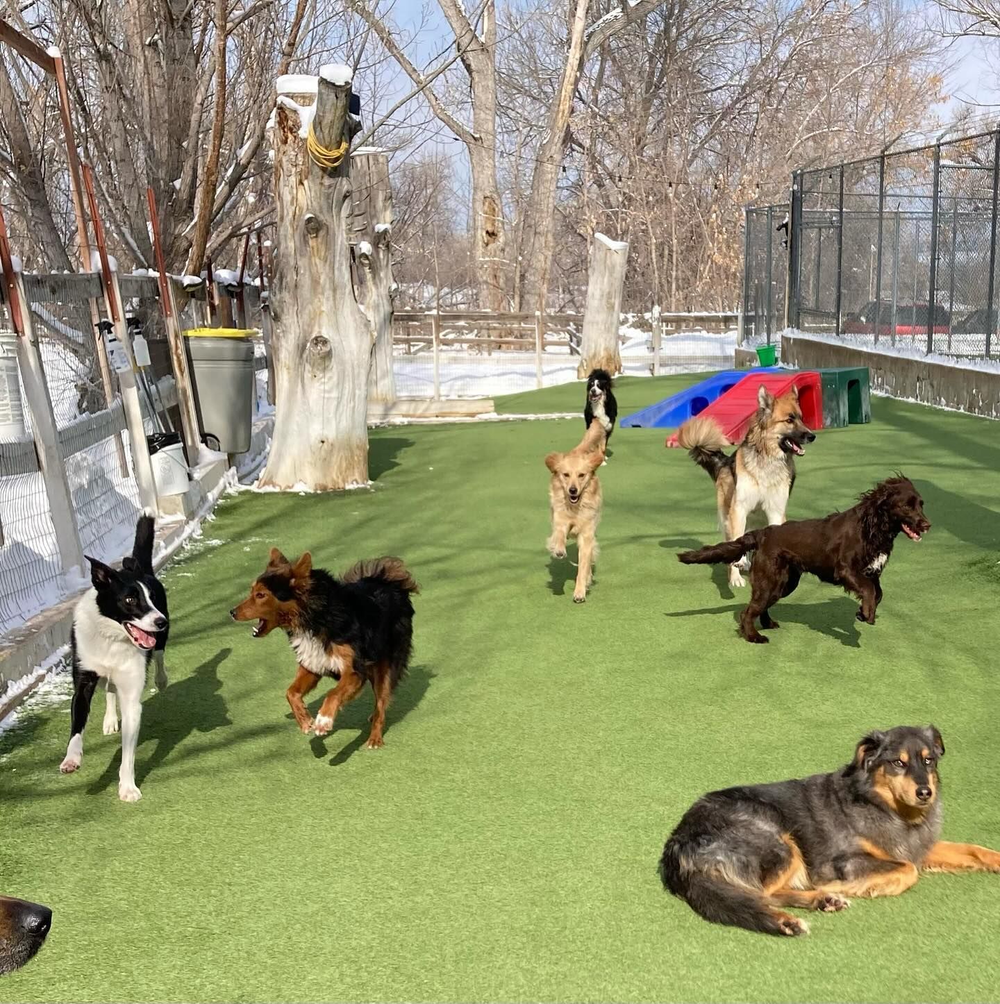 A group of dogs are playing on a grassy field