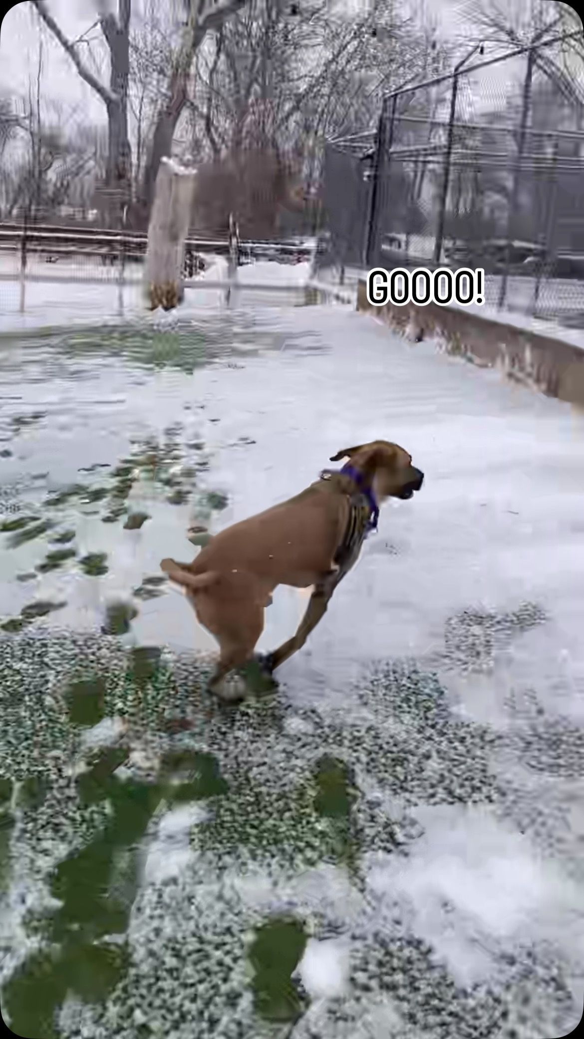 A dog is running in the snow in a park