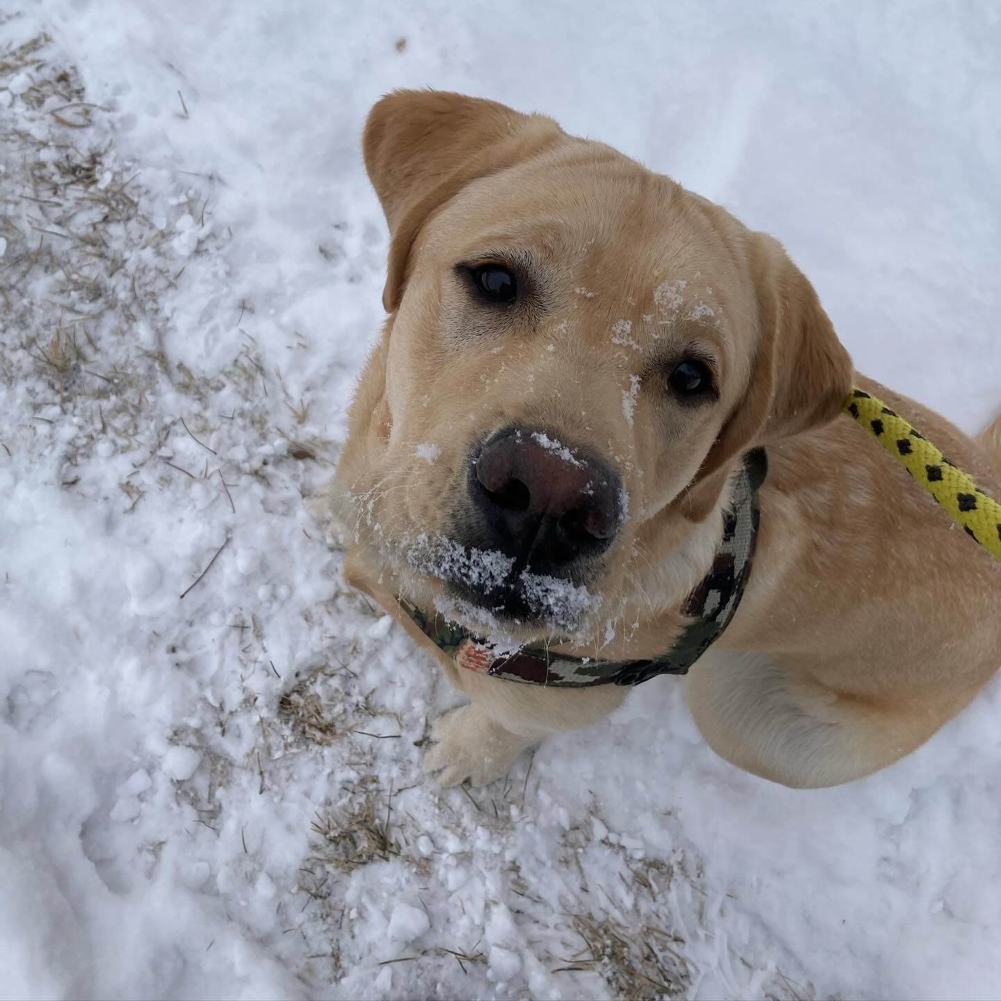 A dog laying in the snow looking up at the camera