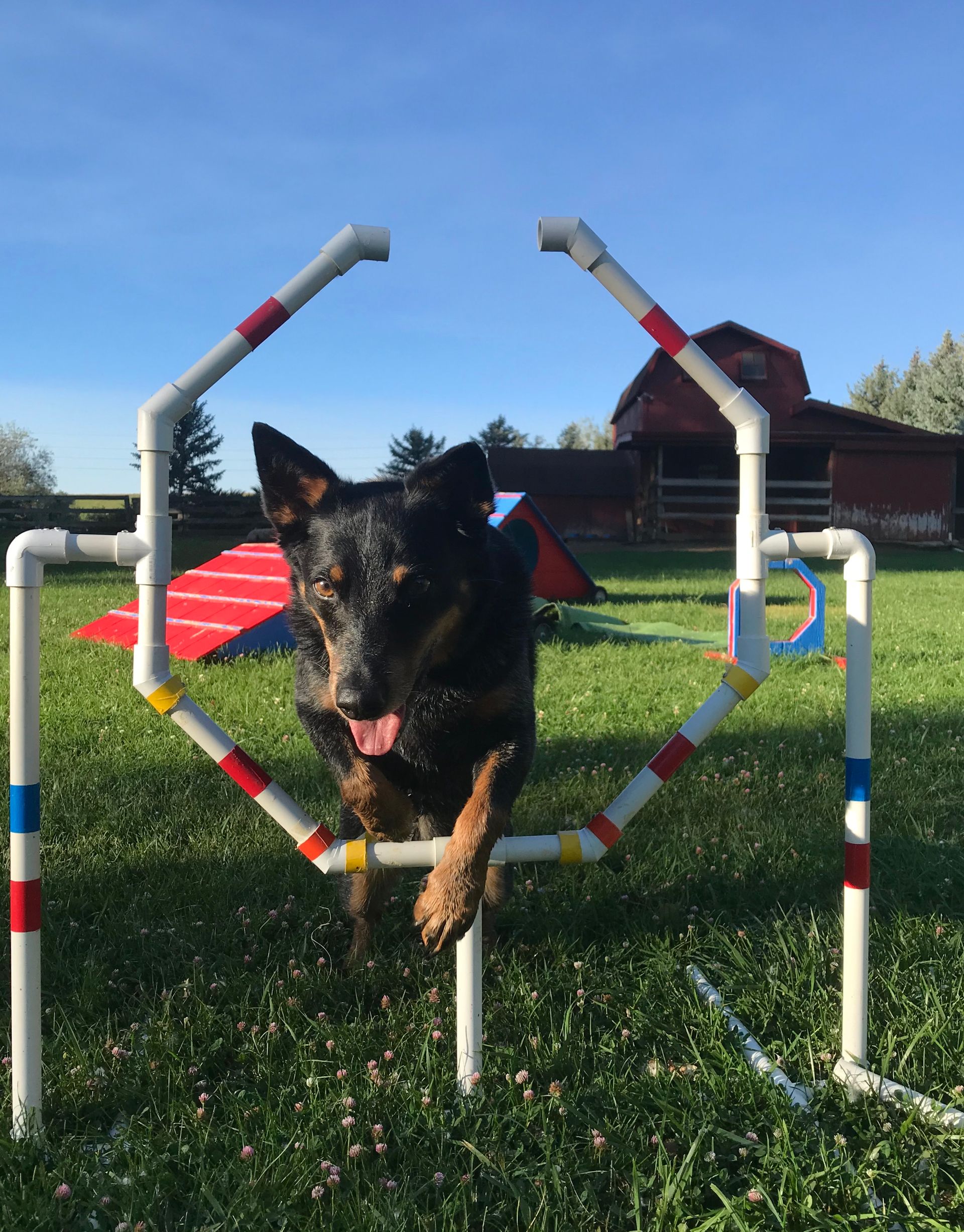 A dog is jumping over a pvc pipe in a field.