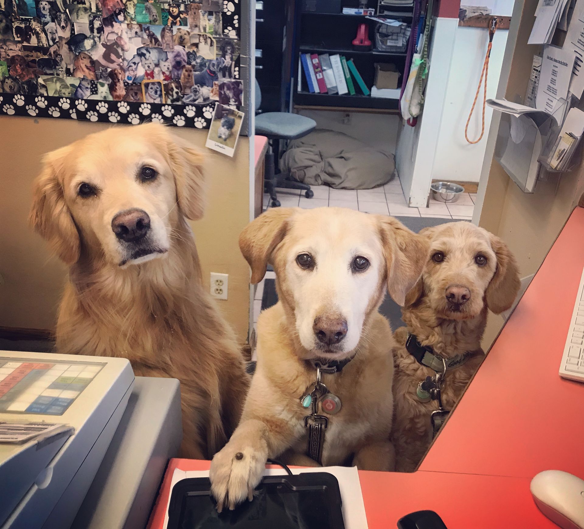 Three dogs are sitting at a desk looking at the camera