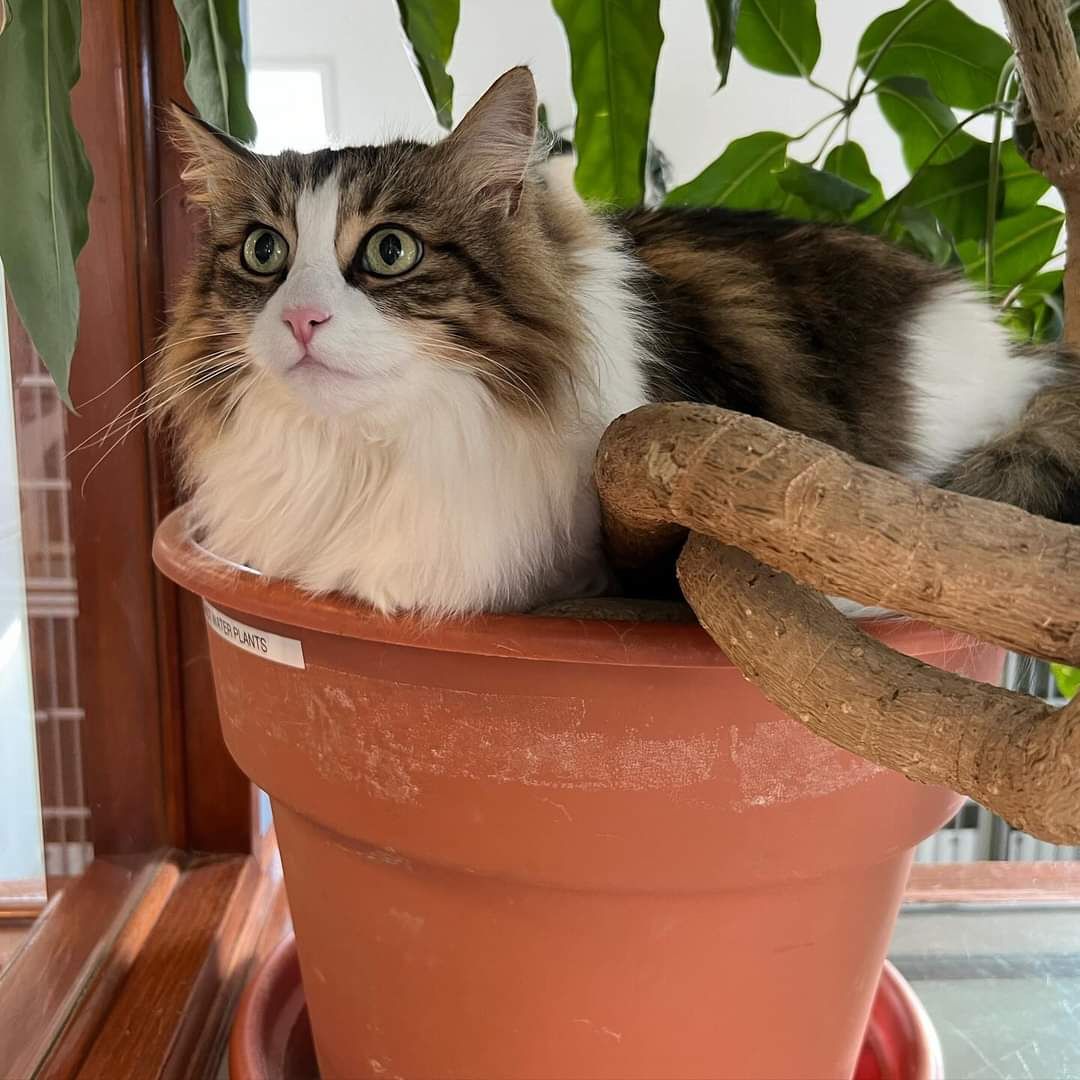 A fluffy cat is laying in a potted plant