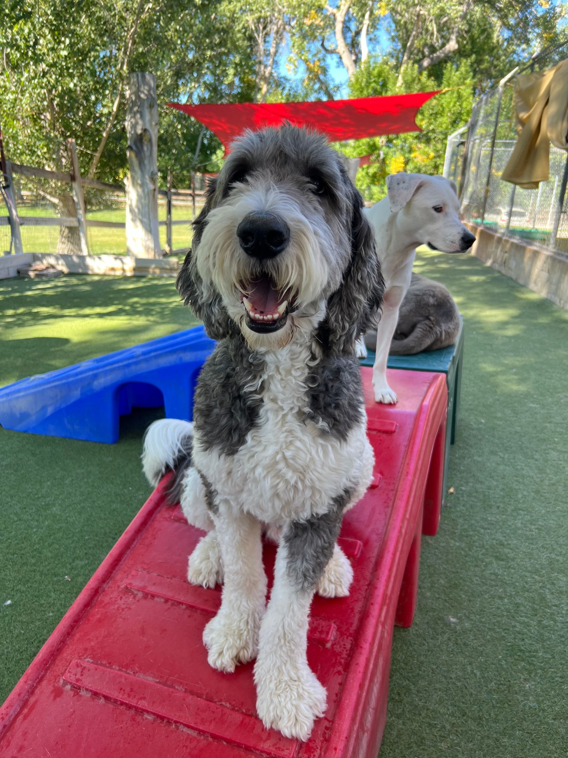 A black and white dog is sitting on a red bench.