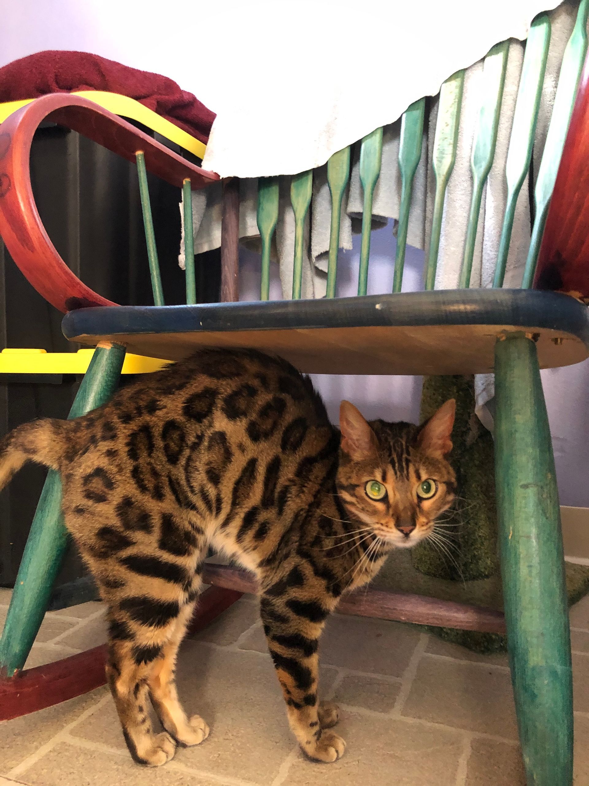 A leopard print cat is standing under a chair.