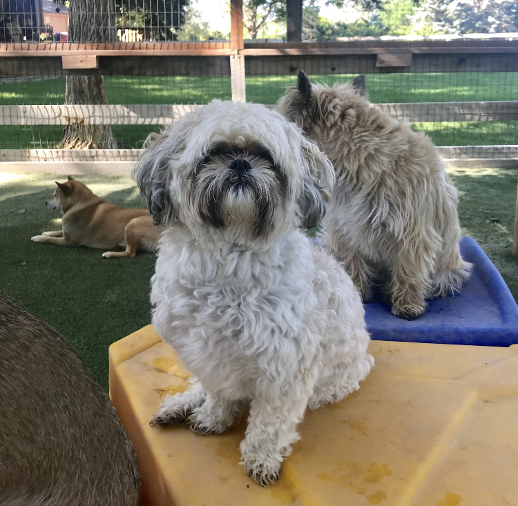 A small white dog is sitting on a yellow table