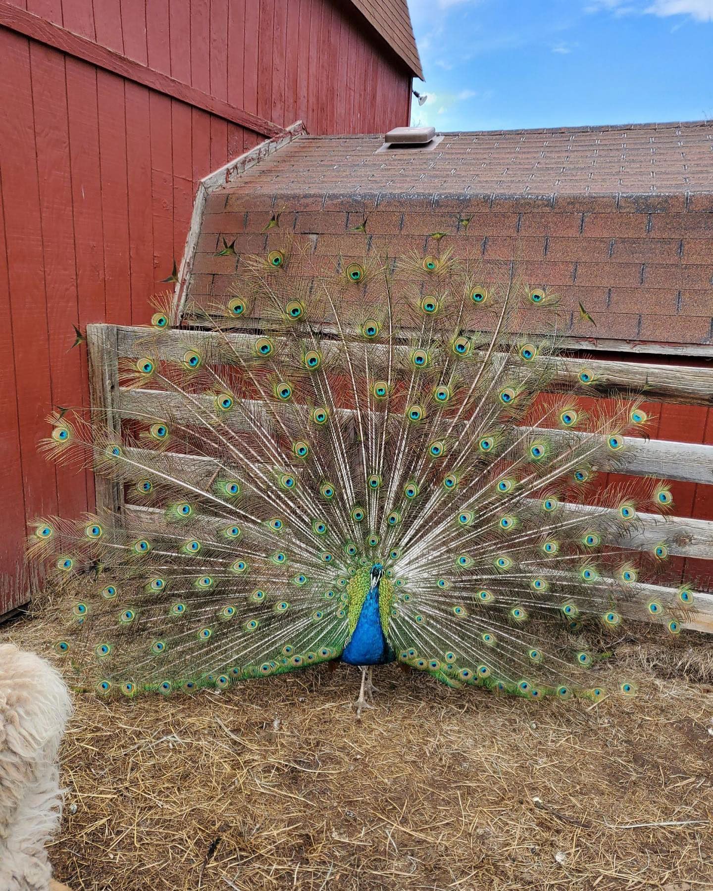 A peacock is standing in front of a wooden fence with its feathers spread out.