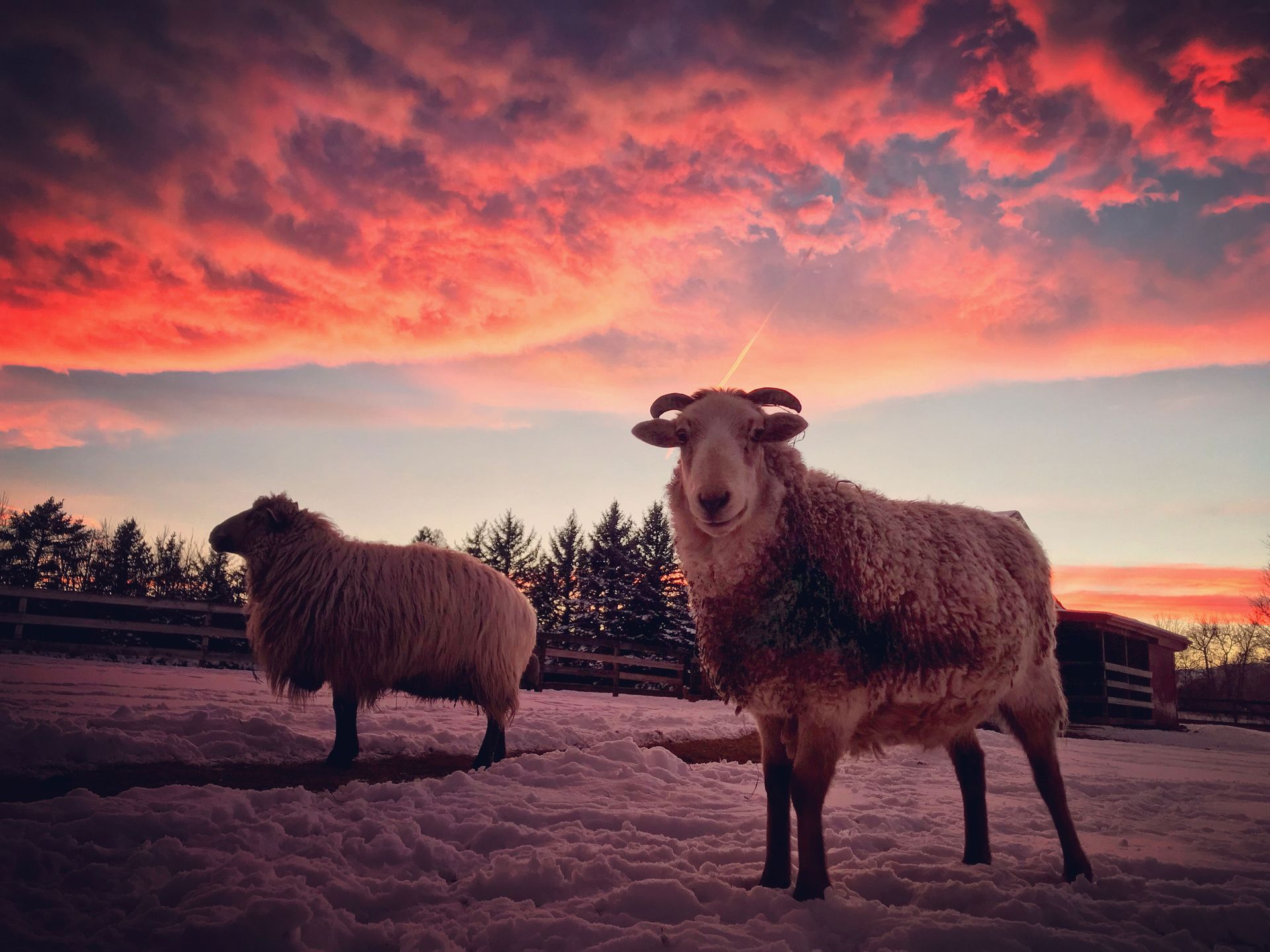 Two sheep standing in the snow with a sunset in the background