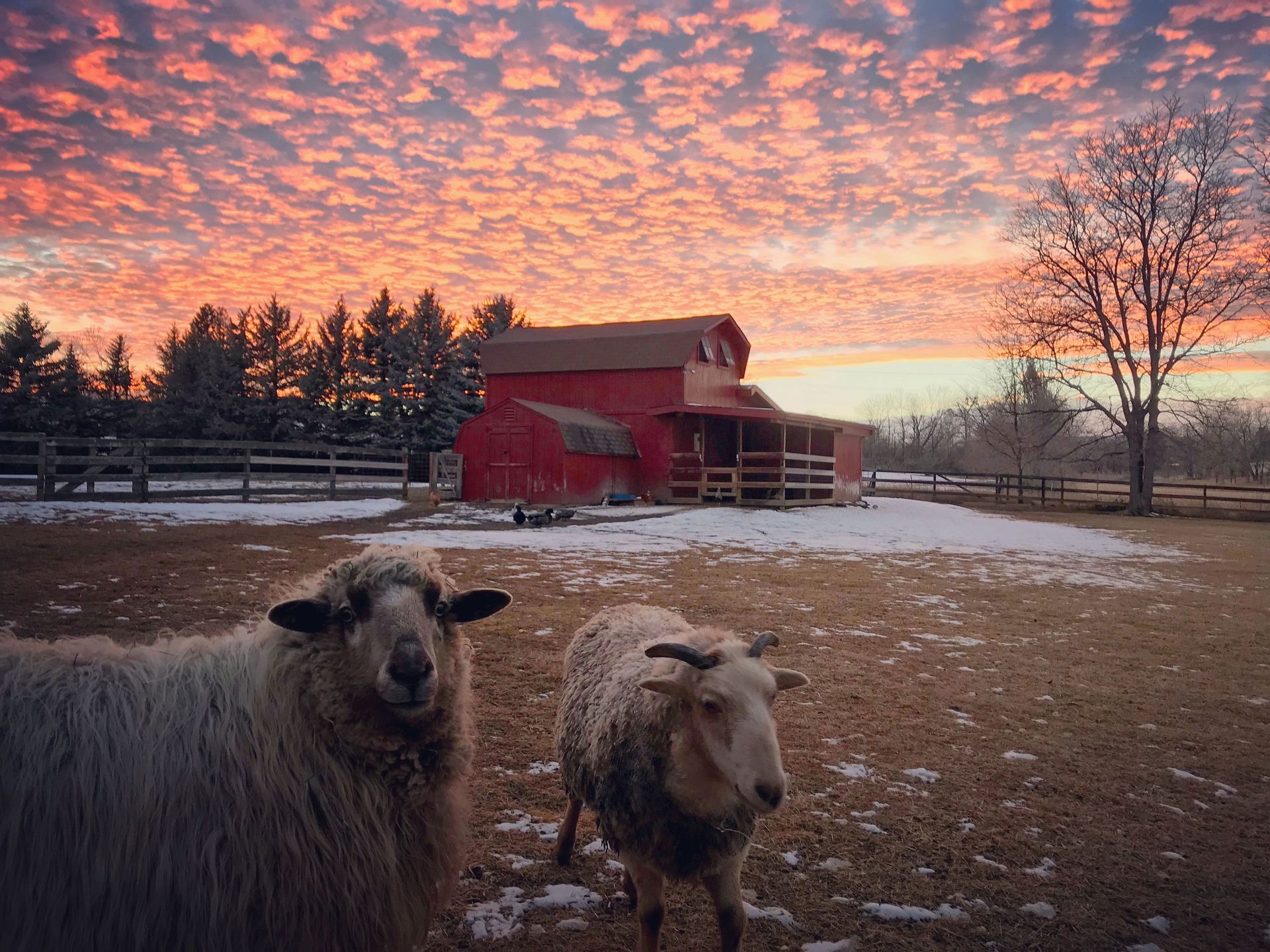 Two sheep are standing in a field in front of a barn at sunset.