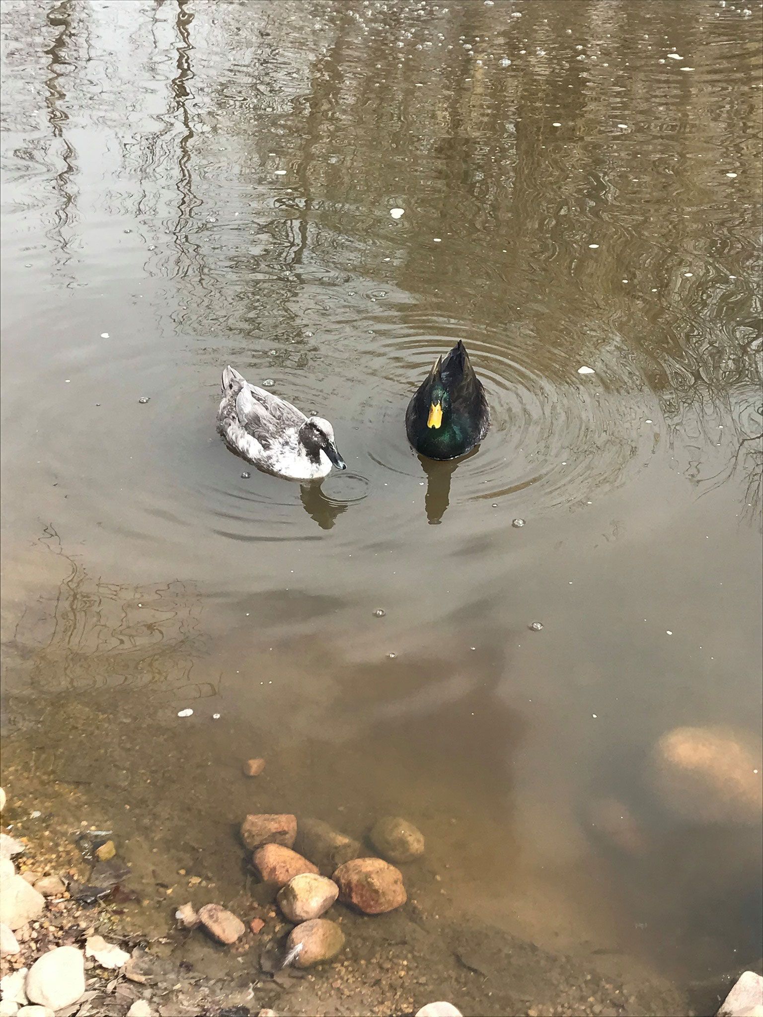 Two ducks are swimming in a pond next to rocks.