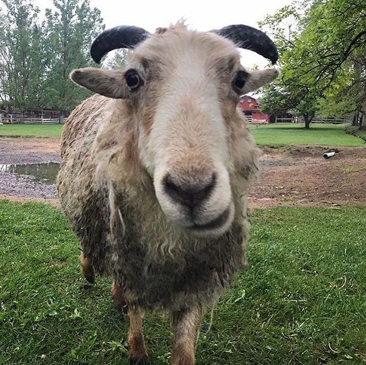 A sheep with horns is standing in the grass and looking at the camera.