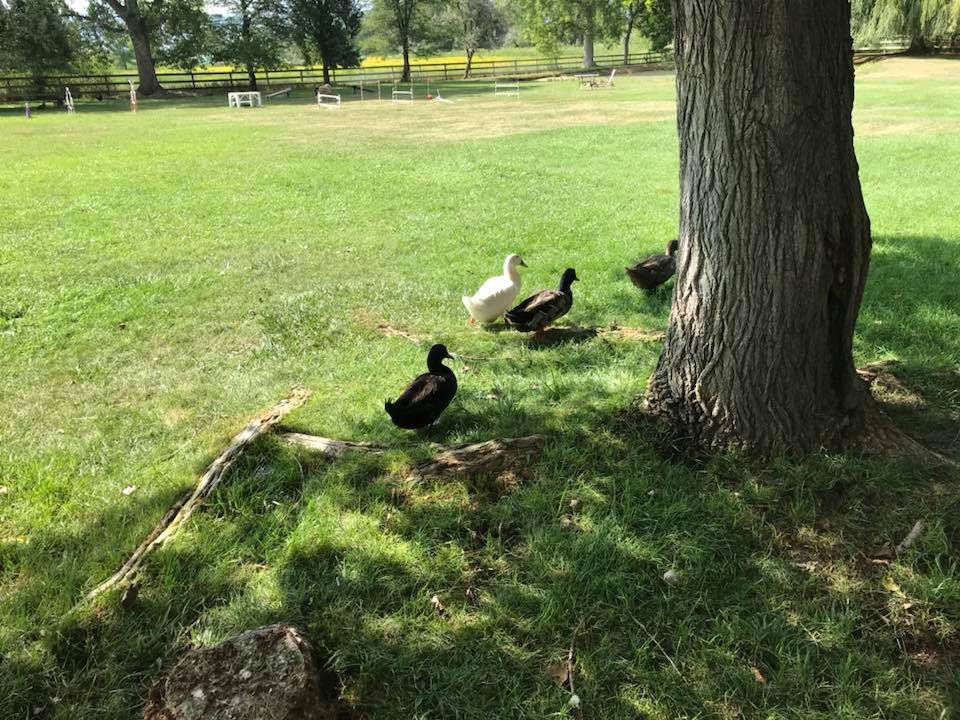 A group of ducks are standing under a tree in a park.