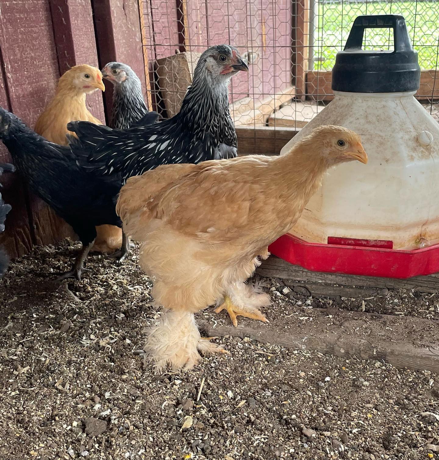 A group of chickens are standing next to each other in a chicken coop.