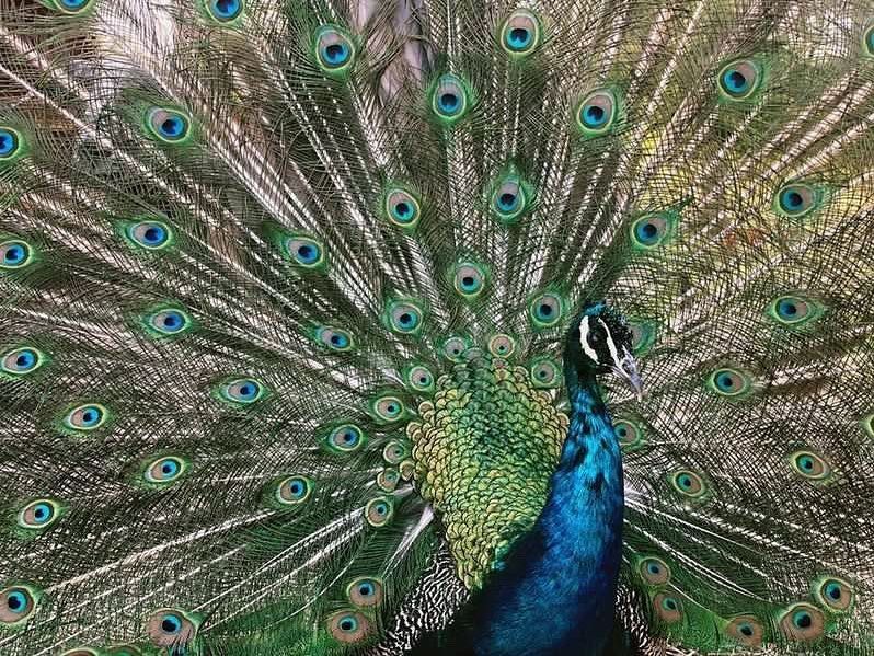 A peacock with its feathers spread out is standing in the grass.