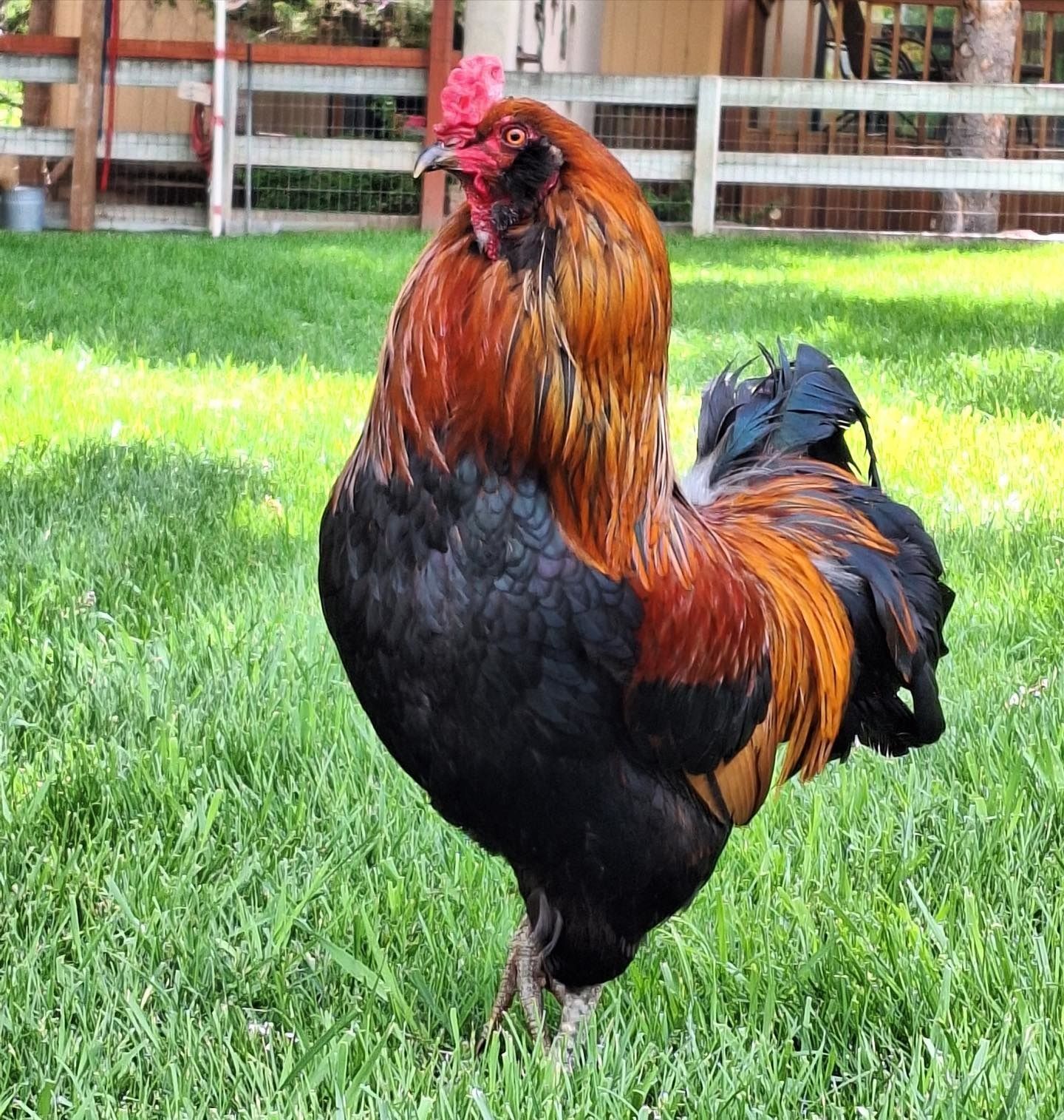 A rooster with a red crest is standing in the grass