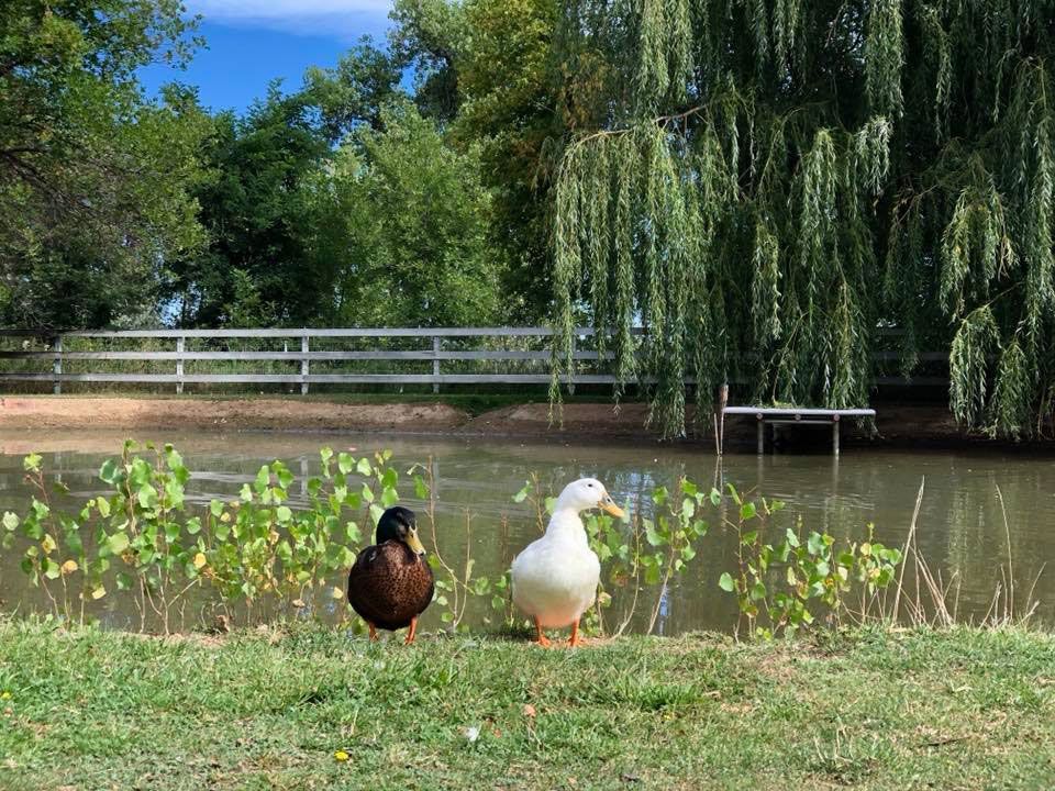 Two ducks are standing next to each other in front of a pond.