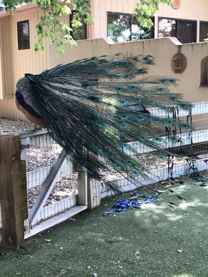 A peacock is standing on a fence with its feathers spread out.
