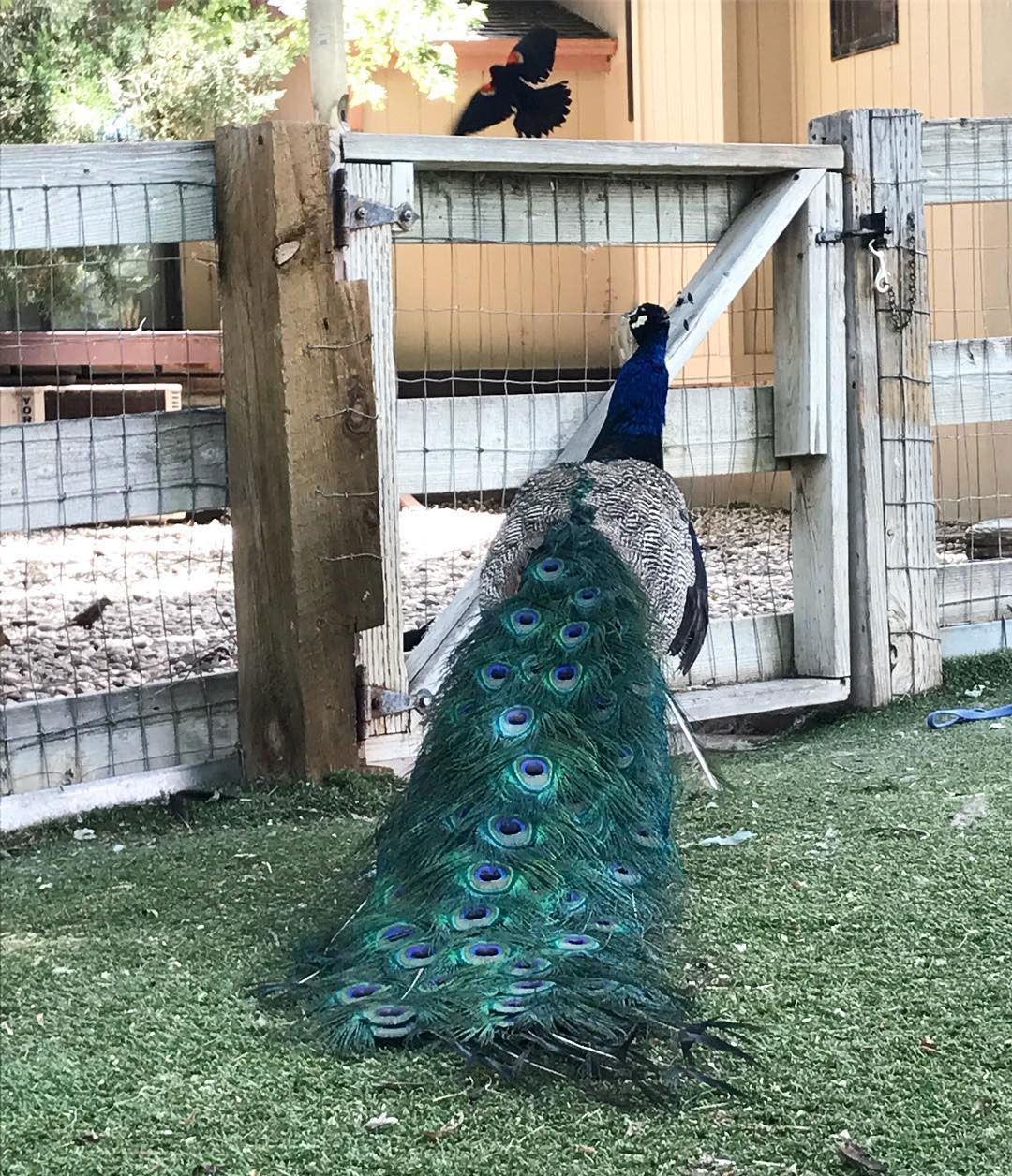 A peacock is standing in the grass next to a fence.