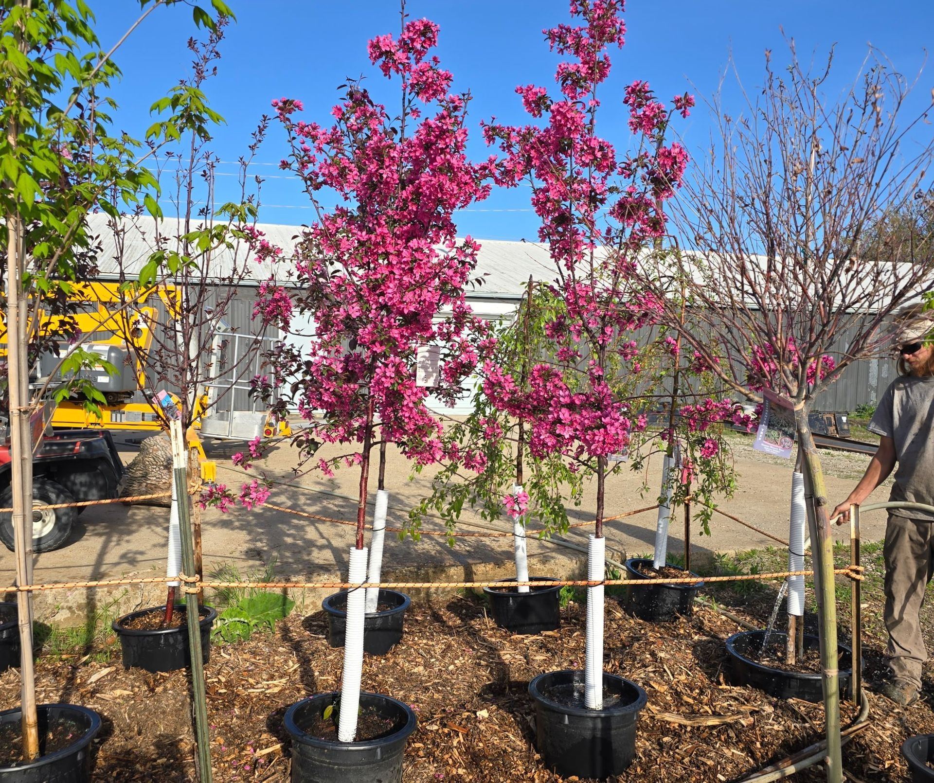 Trees in black pots with pink blooms, on a sunny day. A person stands on the right.