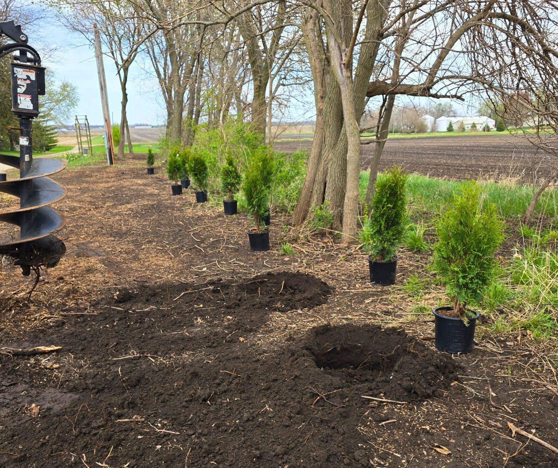 A line of young trees in black pots next to fresh planting holes; auger drill visible.