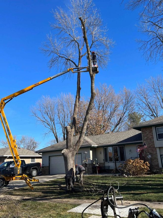 Tree being trimmed by a worker in a lift, near a house, with clear blue sky.