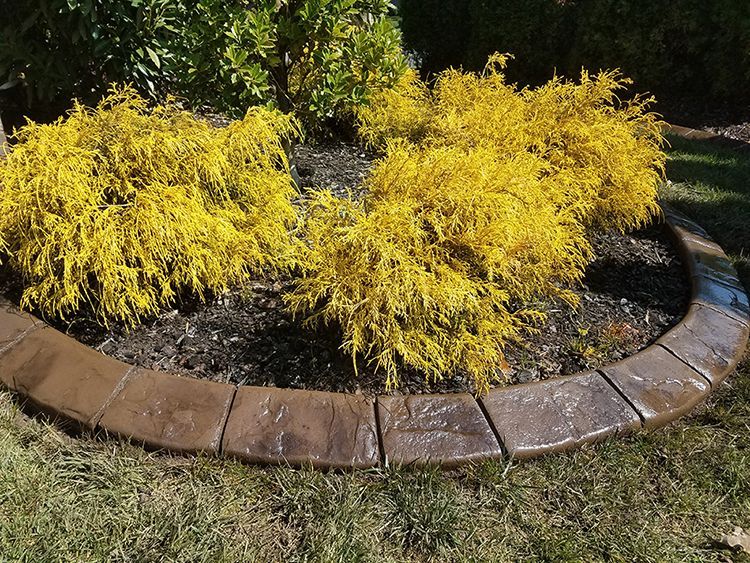 A garden with yellow plants and a concrete border.