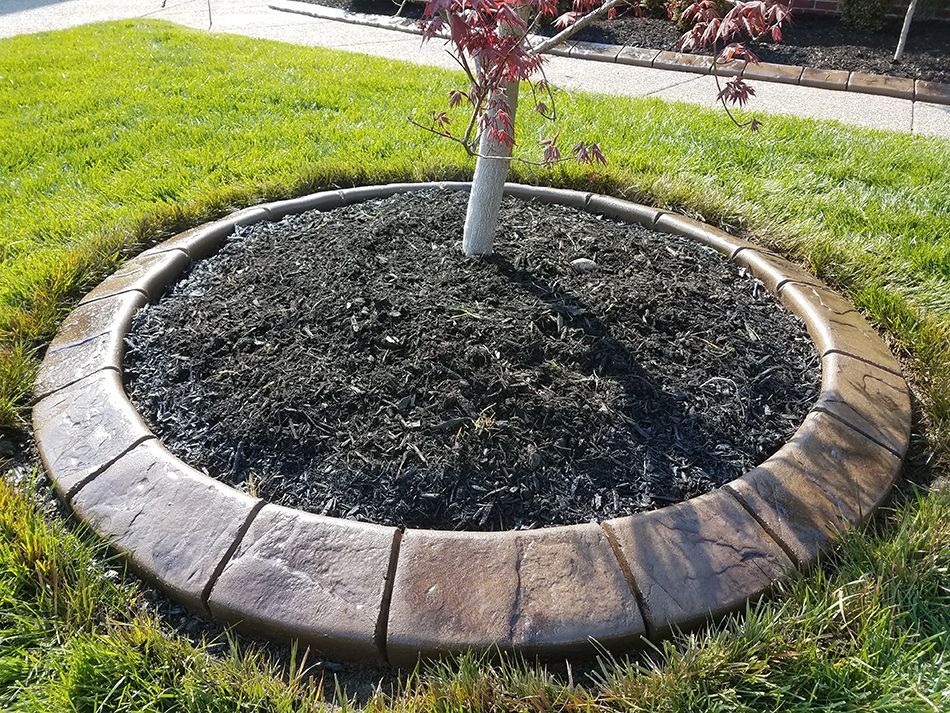 A tree in a circle with a concrete border around it.