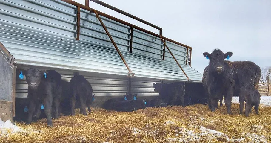 cattle fence in the barn
