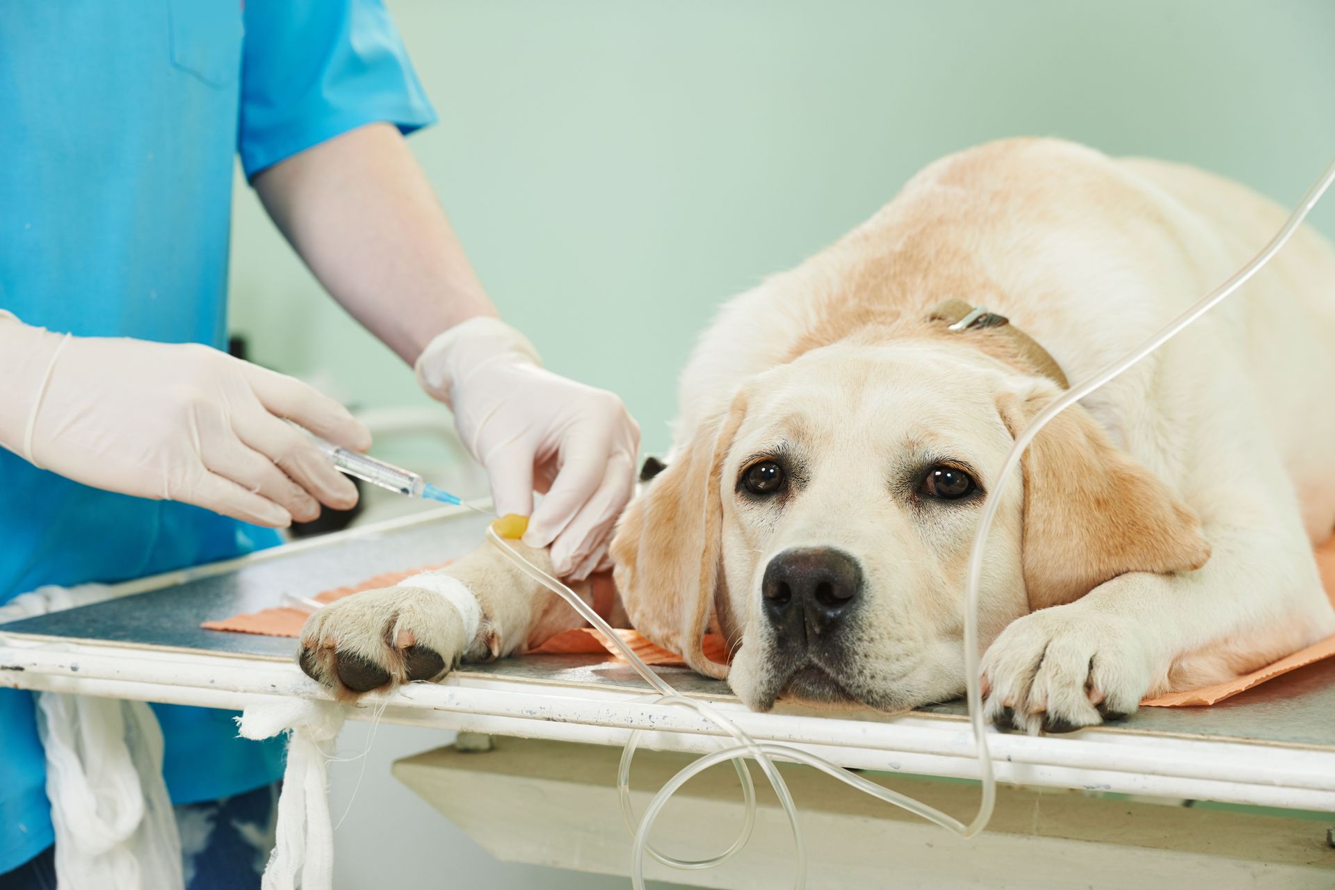 Vet giving intravenous fluids to a yellow Labrador on an examination table