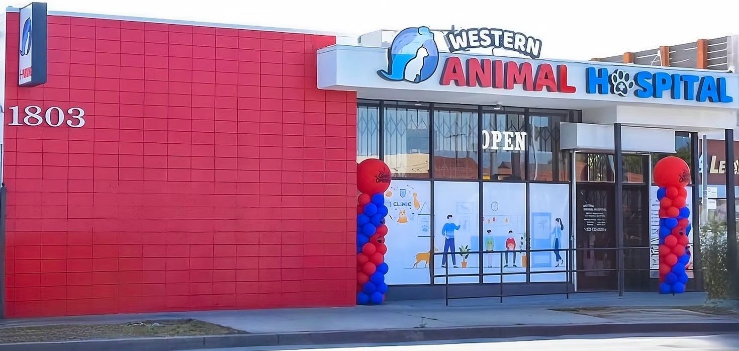 Western Animal Hospital. Exterior of a red brick building with blue and red balloon columns.