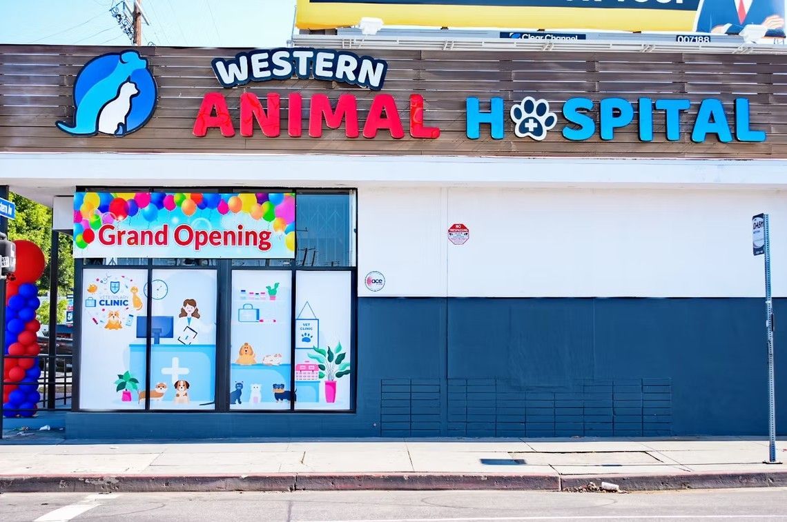 Western Animal Hospital storefront; grand opening, blue, red, and white signage; colorful balloons.