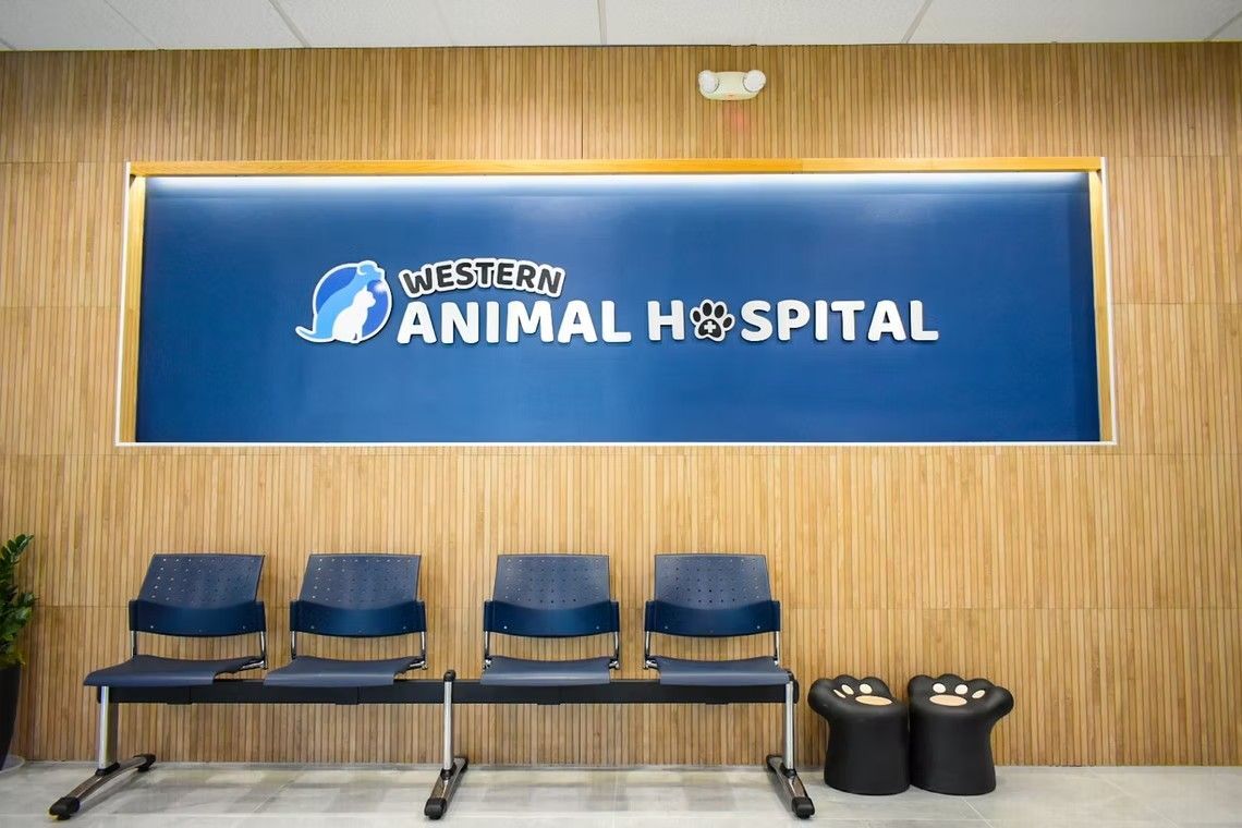 Western Animal Hospital waiting room with blue chairs, logo sign, and paw print stools.